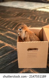 A Small Red Rabbit Sits In A Cardboard Box. Easter Symbol. Present Tense