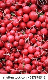 Small Red Radish