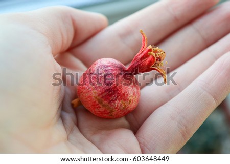 Small red ripe fruit of dwarf pomegranate in hand. Crop of punica granatum var. nana, planted as an ornamental plant in gardens and grown as bonsai specimen tree