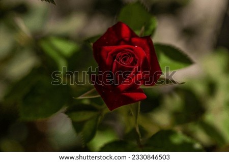 Small Red Rose Photo with Narrow Depth of Field