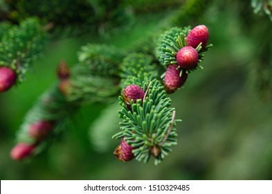 Small Red Spruce Cones Macro. Coniferous Tree