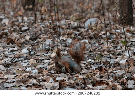 A small red squirrel with a bushy tail sits on a forest floor covered in fallen brown and tan leaves during autumn.