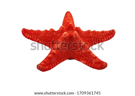 A small red starfish on a white background. Close up. Isolate on a white background.