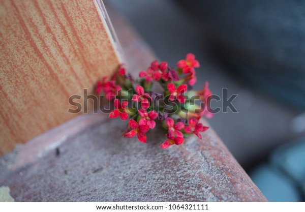 Small Red Velvet Cute Flowers That Stock Photo Edit Now 1064321111