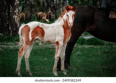  A small red and white horse next to a big black horse mom - Powered by Shutterstock