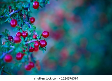 Small Red Berries Edible Hd Stock Images Shutterstock