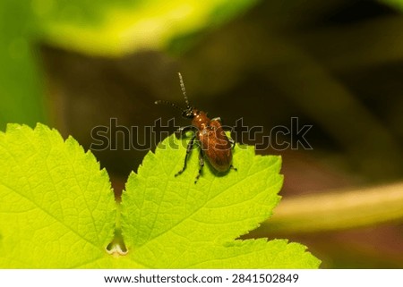 Small reddish brown beetle with segmented antennae rests on a vivid green leaf, showcasing natural details
