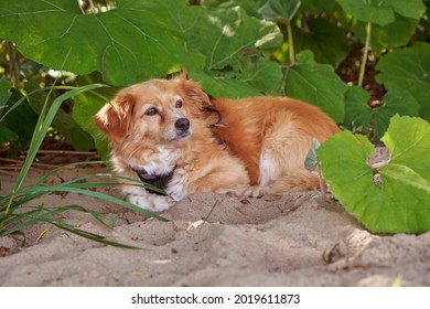 a small reddish brown mongrel dog lies on the beach in the shade of large butterbur leaves and enjoys the summer