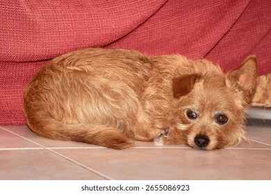 A small, reddish dog is found inside a home, standing out for its sad expression and large eyes that convey tenderness and nostalgia. 
