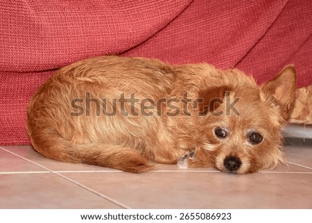 A small, reddish dog is found inside a home, standing out for its sad expression and large eyes that convey tenderness and nostalgia. 