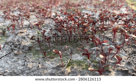 Small reddish green plants sprouting from dry cracked ground soil