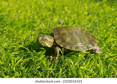 small red-eared terrapin crawling on the trass