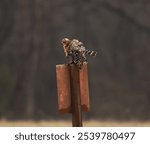 A small Red-shouldered Hawk standing on metal pole with blur background