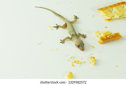 A Small Reptile - House Lizard (Gecko) Eating My Cracker