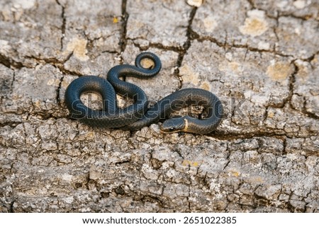 A small ring-necked snake showcasing its characteristic neck ring