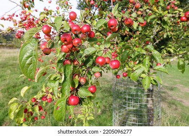 Small Ripe Fruits Of Crab Apple 'Evereste' Growing In Orchard In Hertfordshire, England, UK