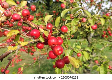 Small Ripe Fruits Of Crab Apple 'Evereste' Growing In Orchard In Hertfordshire, England, UK