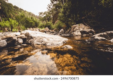 small river between a thick forest