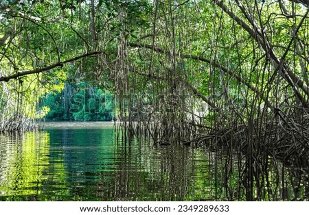 Small river cutting through an archway formed by vines in the mangrove forest of Trinidad