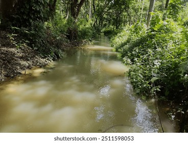 small river flow inside deep forest