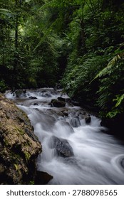 A small river flows among rocks in a forest, surrounded by dense vegetation