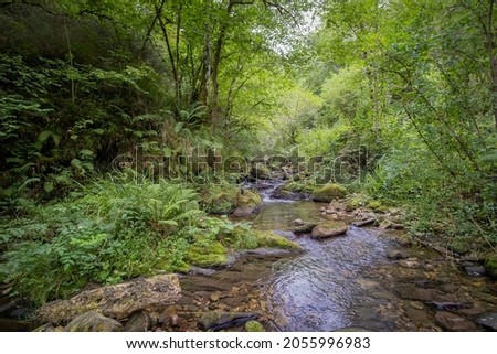 a small river flows quietly through a rocky riverbed in a lush forest among vegetation and ferns, route of Chorron, Villamayor, Asturias Spain