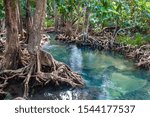 A small river flows through a mangrove forest with thick trees with twisted roots. The water is green and clear. Around the Asian jungle.