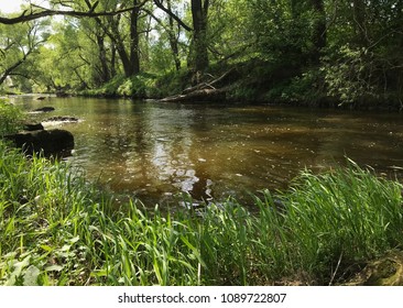 A small river in the forest.