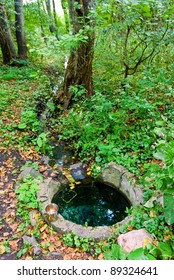 small river in a forest