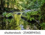 Small river mountain with clear water and lush vegetation in forest, summer. River Kamenice, Czech Paradise, Czech republic. Hiking Palacky trail.