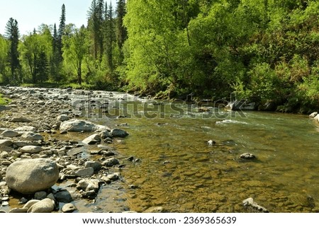 A small river with a rocky bottom flows from the mountains through the morning forest in summer. Iogach river, Altai, Siberia, Russia.