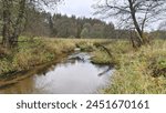 A small river with a sandy bottom and clear water flows through the meadow between grassy banks. Bushes and alder grow along the banks, and there is mixed forest all around. Cloudy autumn weather