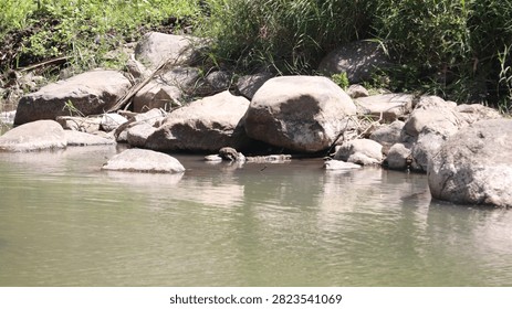 Small river stream flows gently among smooth rocks and boulders surrounded by green trees and natural riverbank.