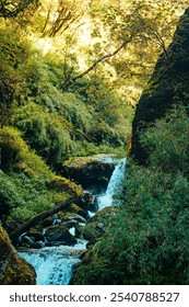 Small river stream in the forest.