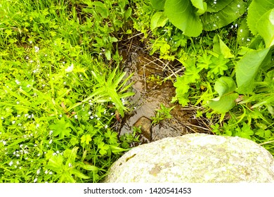 A Small River That Makes Its Way Through The Thick Grass Surrounds The Hospital Stones.             