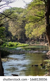 Small river with a lot of trees