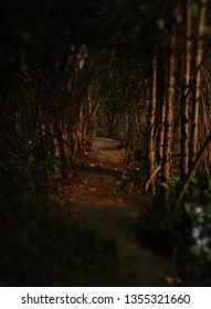 a small road between trees