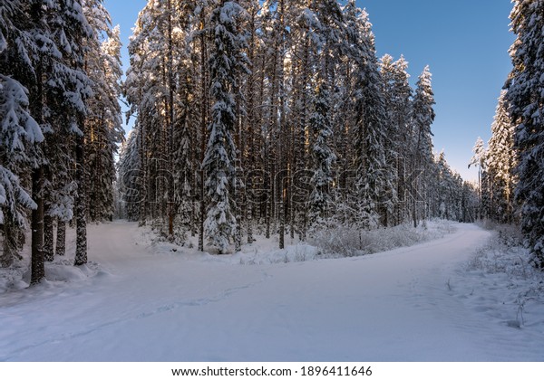 Small road dividing in different directions\
through a beautiful pine and fir forest in Sweden, with snow on the\
trees and sunlight from a blue\
sky