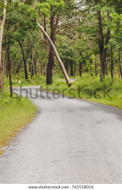Small road in the\
jungle.