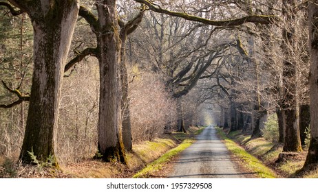 Small road in the middle of a wild forest in northern France on a sunny evening in early spring. Beautiful April light and tall oak trees with large trunks and crown of branches. Herbs and green mosse
