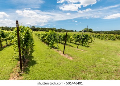 Small Roadside Wine Vineyard In The Texas Hill Country.