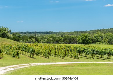 Small Roadside Wine Vineyard In The Texas Hill Country.