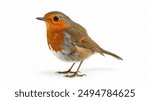 A small Robin bird with a red head and white chest stands on a white background. The bird appears to be looking at the camera, possibly curious or alert