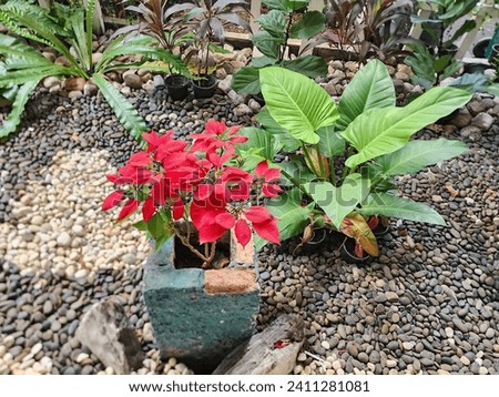 Small rock garden at home, plant Poinsettia or Christmas star, bird's nest fern with long green leaves, slender Cordyline, brown leaves, Ficus lyrata Warb, Philodendron plant with heart-shaped leaves.