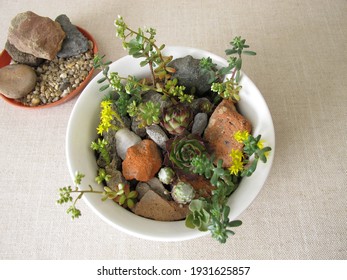 Small Rock Garden In A Planting Bowl, Flower Pot With Rock Garden Plants