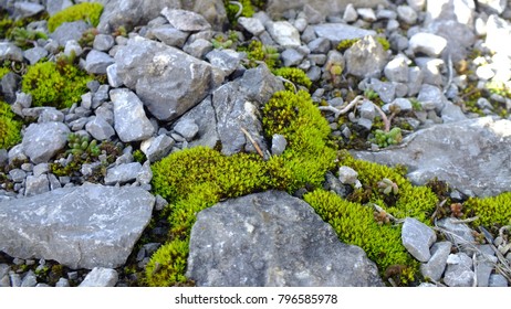 small rocks with moss