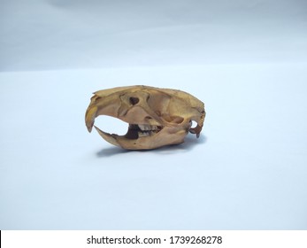 Small Rodent Skull Side View