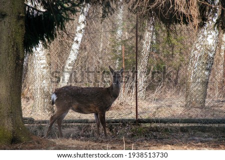 A small roe deer stands under a tree against the backdrop of a mesh fence