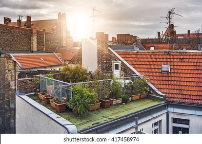 small rooftop garden with lots of potted plants on a sunny evening