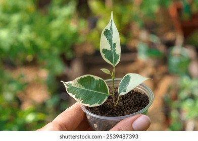 A small rooted stalk of ficus Twilight on the background of plants in the greenhouse - Powered by Shutterstock